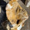 Grafsteen versteend hout 38443