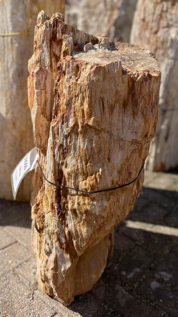 Grafsteen versteend hout 39060