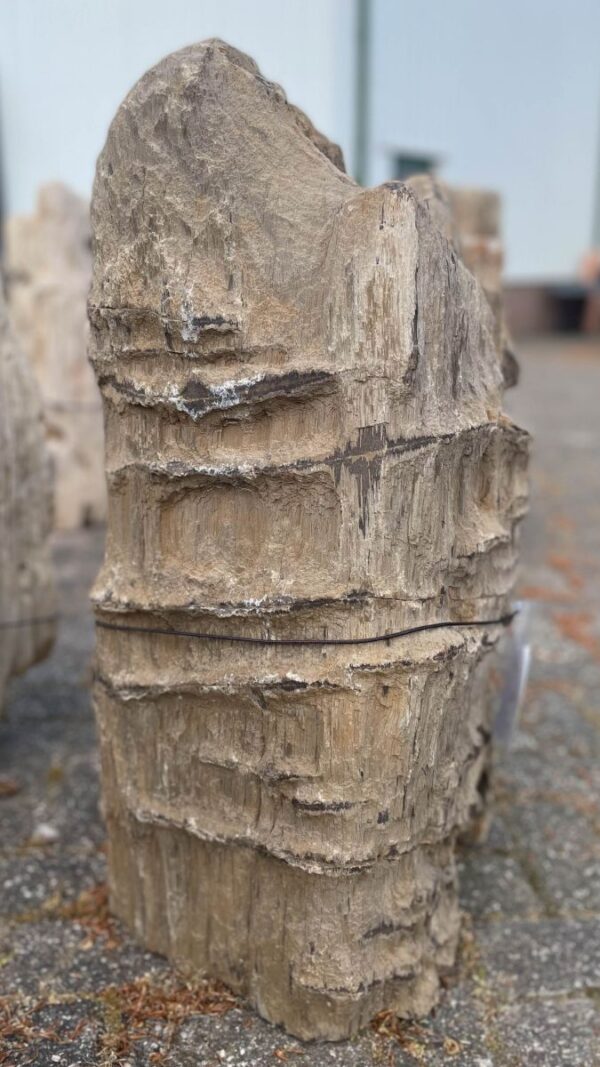 Grafsteen versteend hout 39063