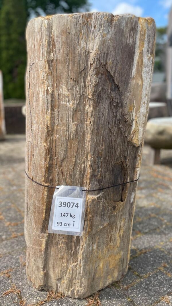 Grafsteen versteend hout 39074