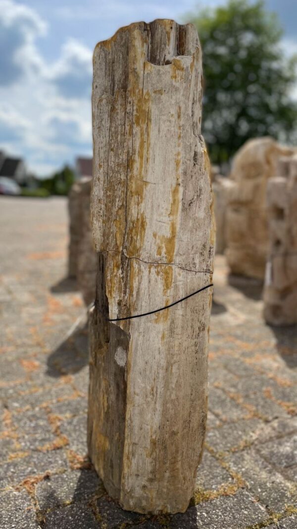 Grafsteen versteend hout 39074