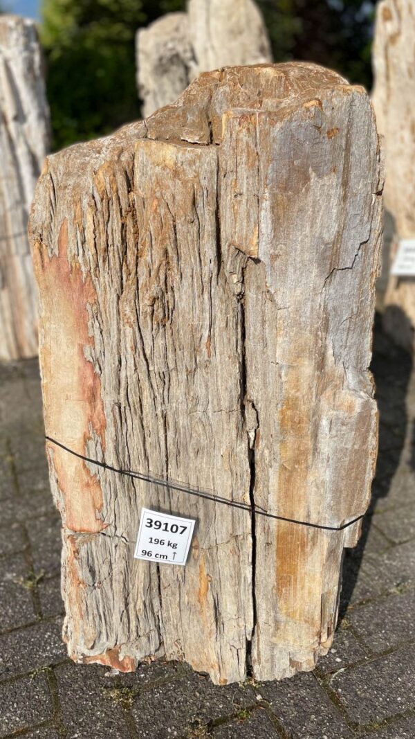Grafsteen versteend hout 39107