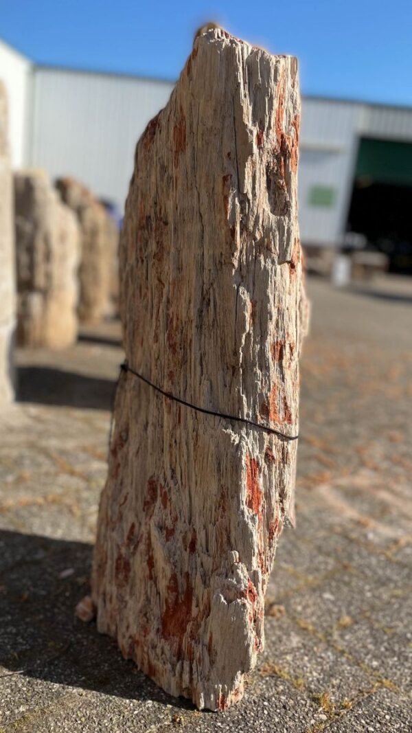 Grafsteen versteend hout 39114