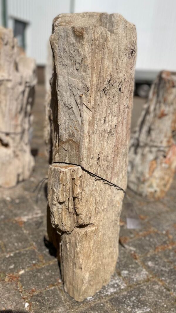 Grafsteen versteend hout 40090