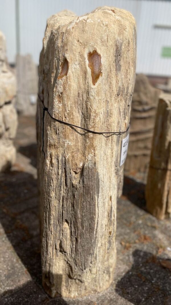 Grafsteen versteend hout 40134