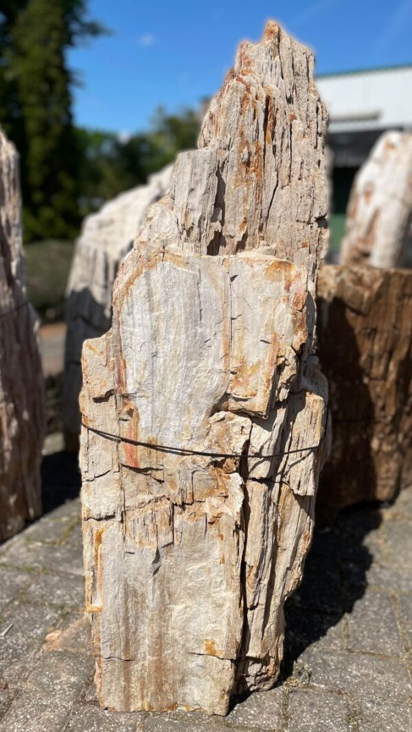 Grafsteen versteend hout 40160