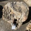 Lápida madera petrificada 19036