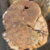Lápida madera petrificada 35074