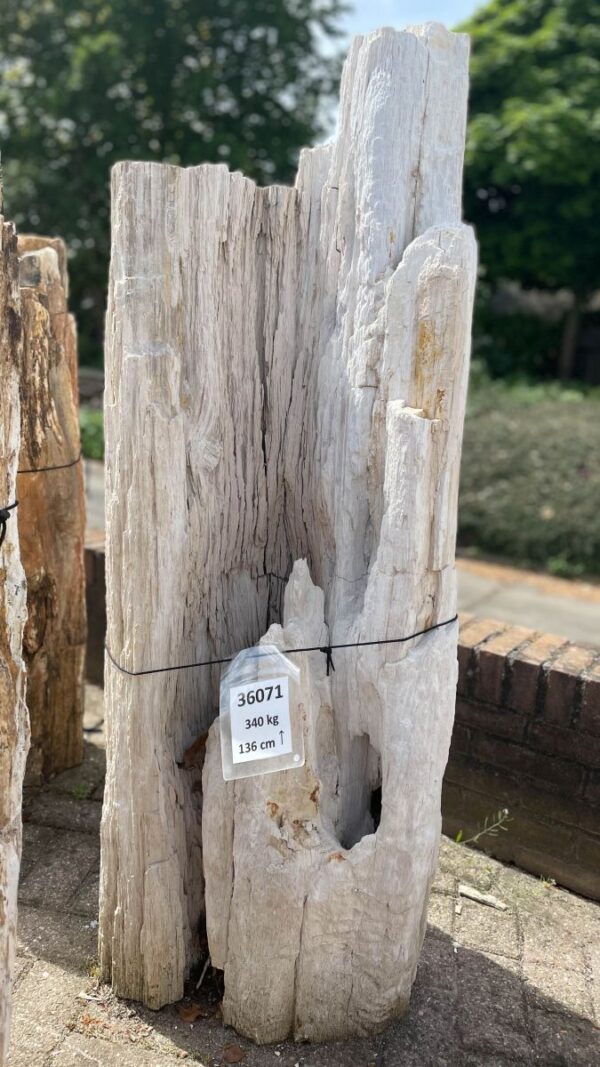 Lápida madera petrificada 36071