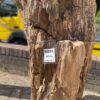 Lápida madera petrificada 36089