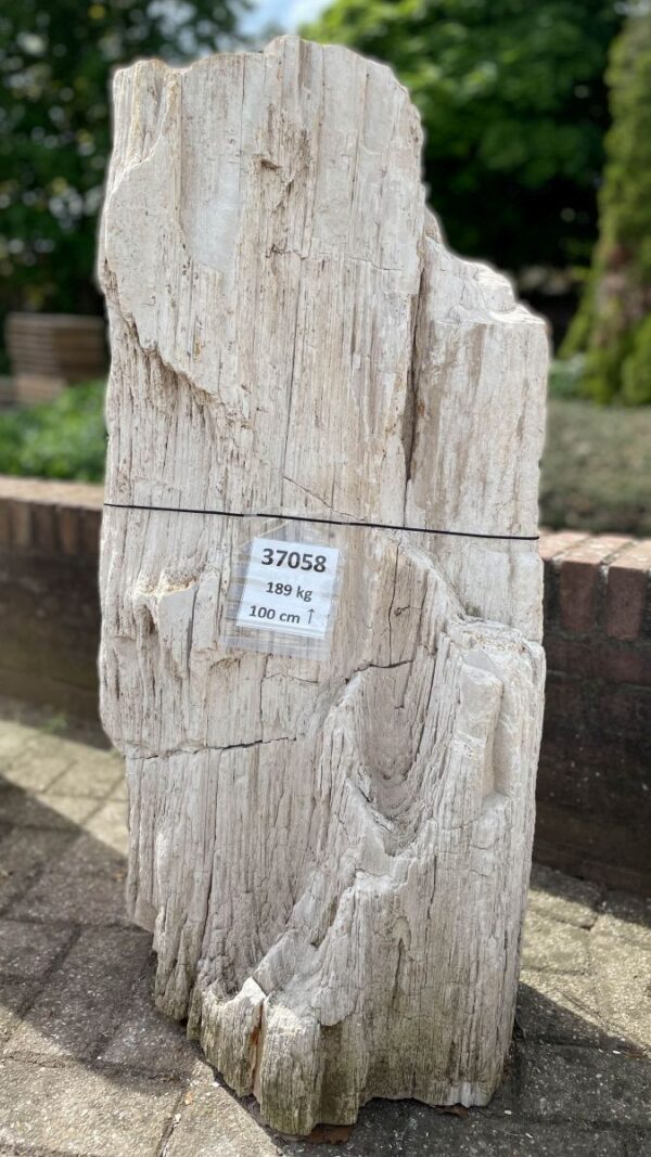 Lápida madera petrificada 37058