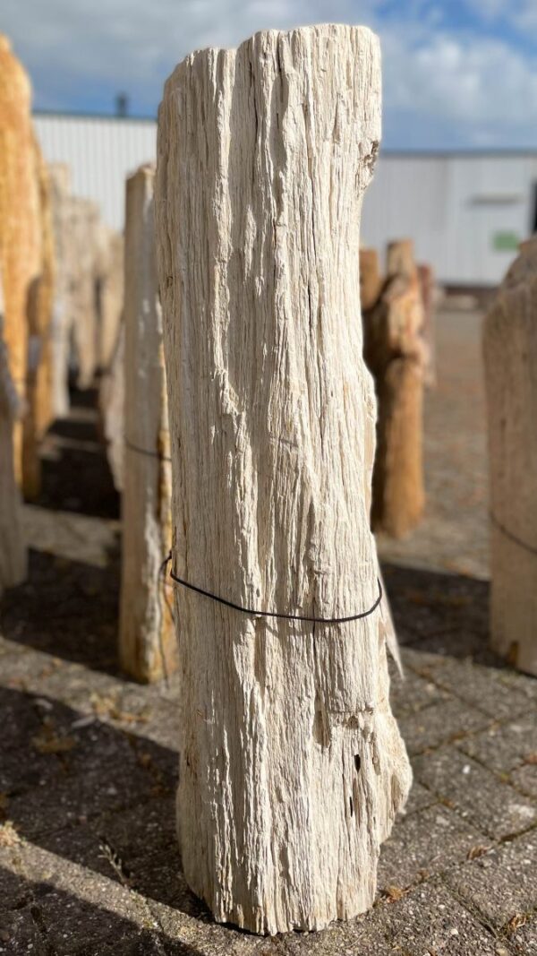 Lápida madera petrificada 37059