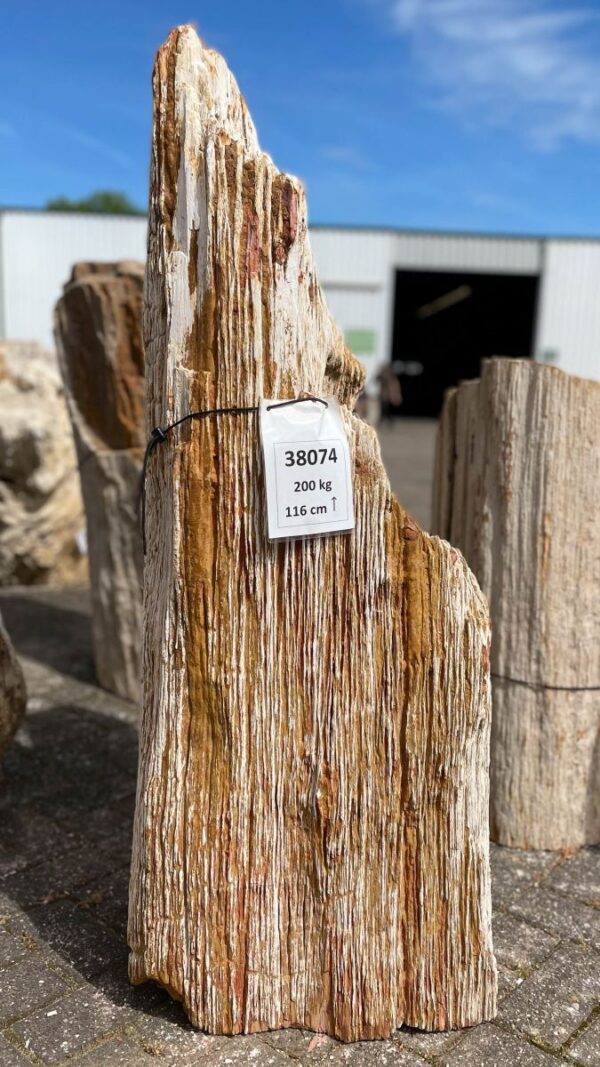 Lápida madera petrificada 38074
