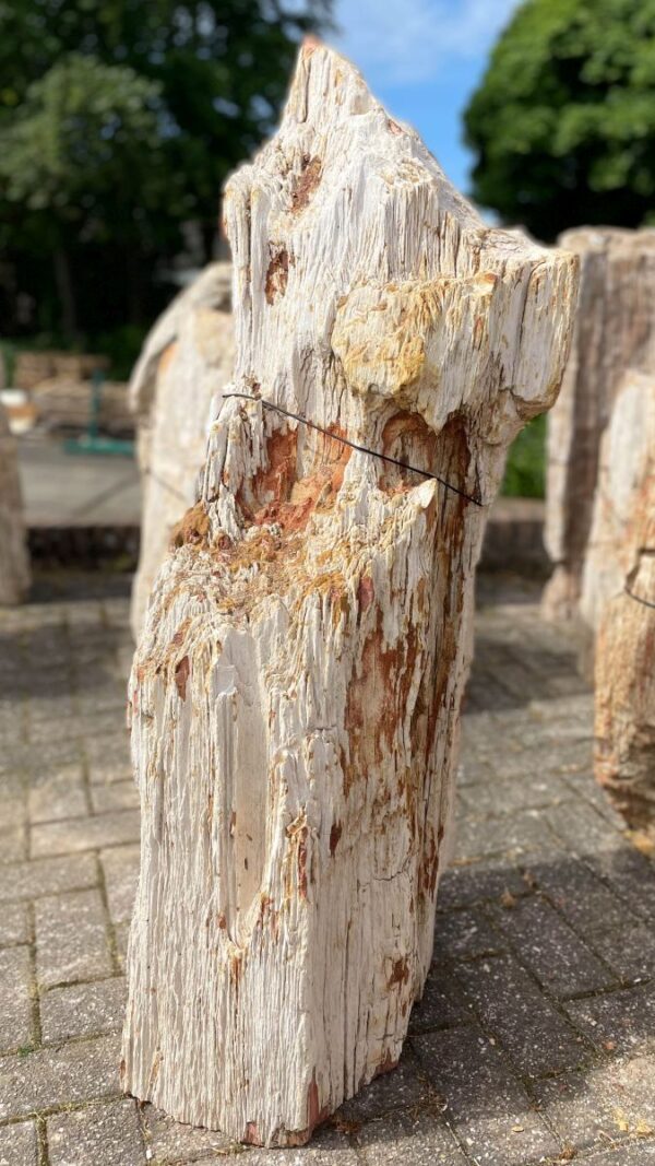 Lápida madera petrificada 38074