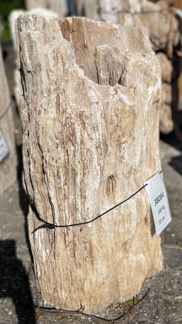 Lápida madera petrificada 38084