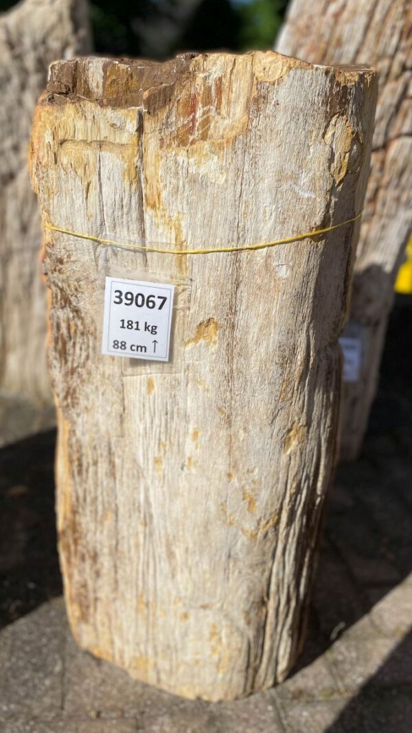 Lápida madera petrificada 39067