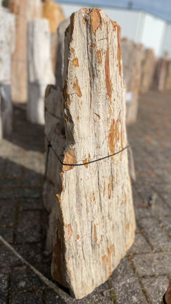 Lápida madera petrificada 39071