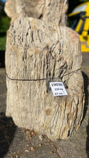 Memorial stone petrified wood 19036