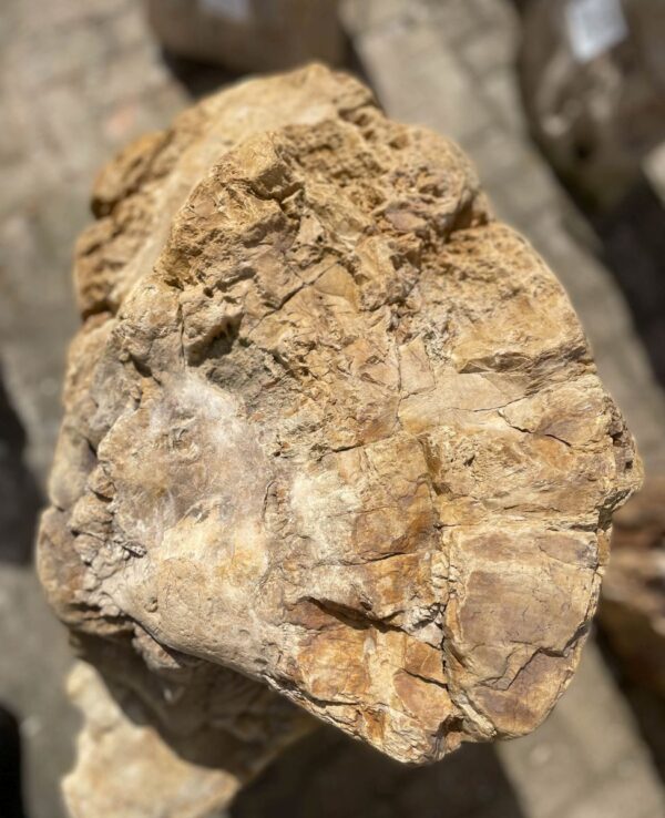 Memorial stone petrified wood 35011