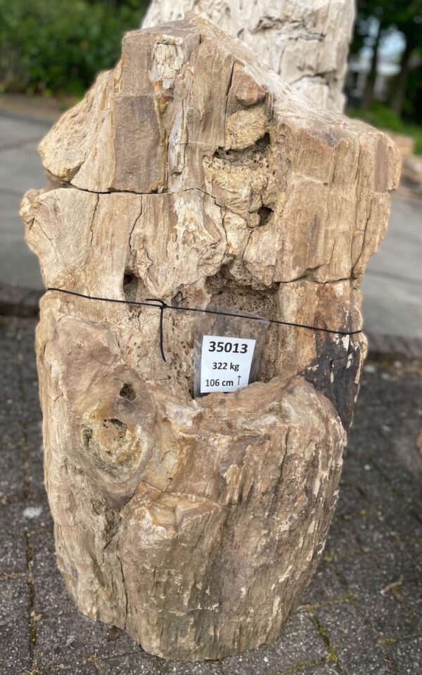 Memorial stone petrified wood 35013