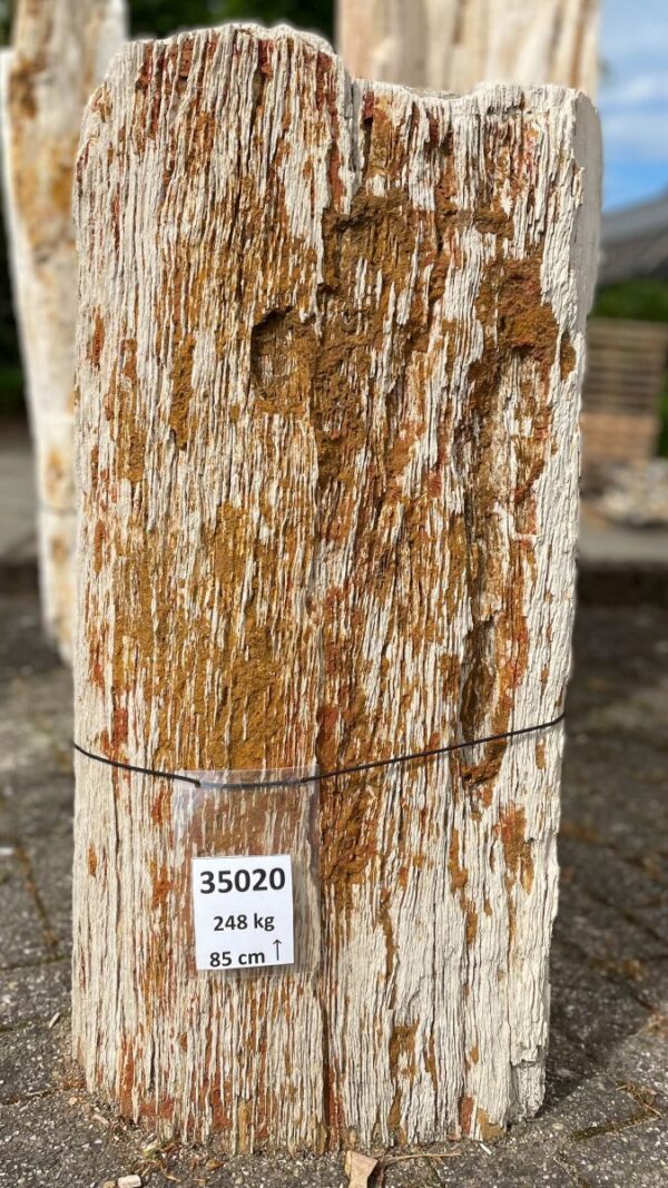 Memorial stone petrified wood 35020
