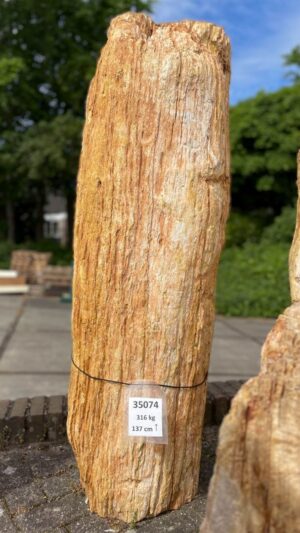 Memorial stone petrified wood 35074