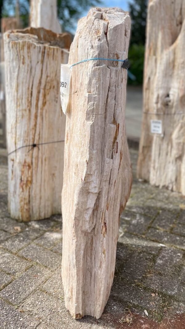 Memorial stone petrified wood 38092