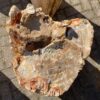 Memorial stone petrified wood 39060