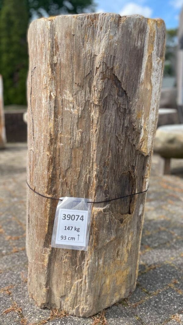 Memorial stone petrified wood 39074