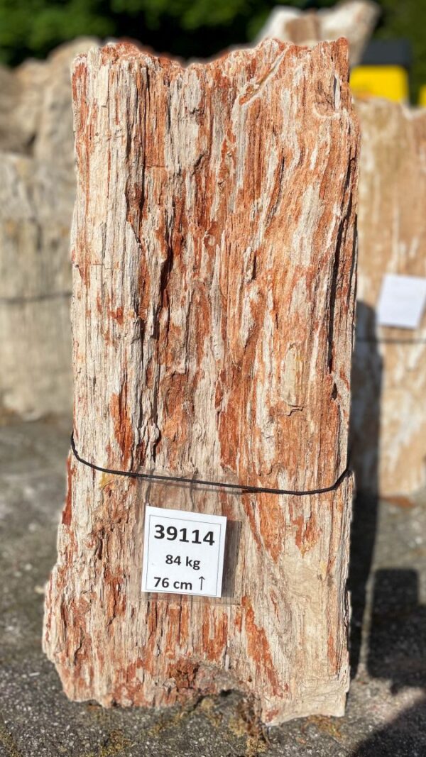 Memorial stone petrified wood 39114