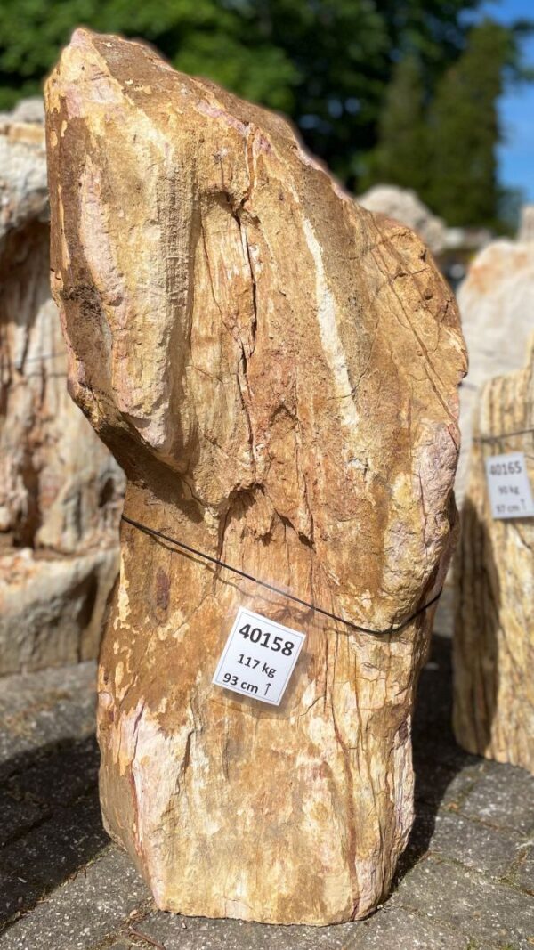 Memorial stone petrified wood 40158