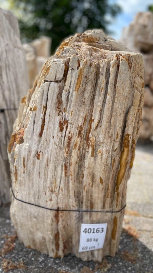 Memorial stone petrified wood 40163