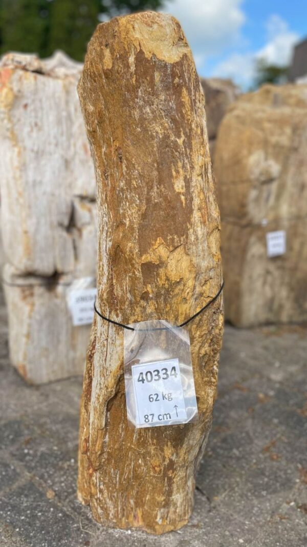 Memorial stone petrified wood 40334