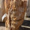 Pierre tombale bois pétrifié 39060