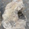 Pierre tombale bois pétrifié 39063
