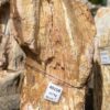 Pierre tombale bois pétrifié 40158