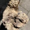 Grabstein versteinertes Holz 34038