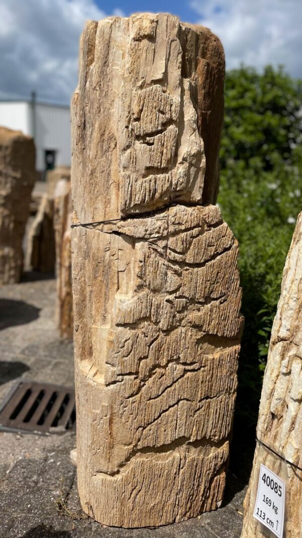 Grabstein versteinertes Holz 39227