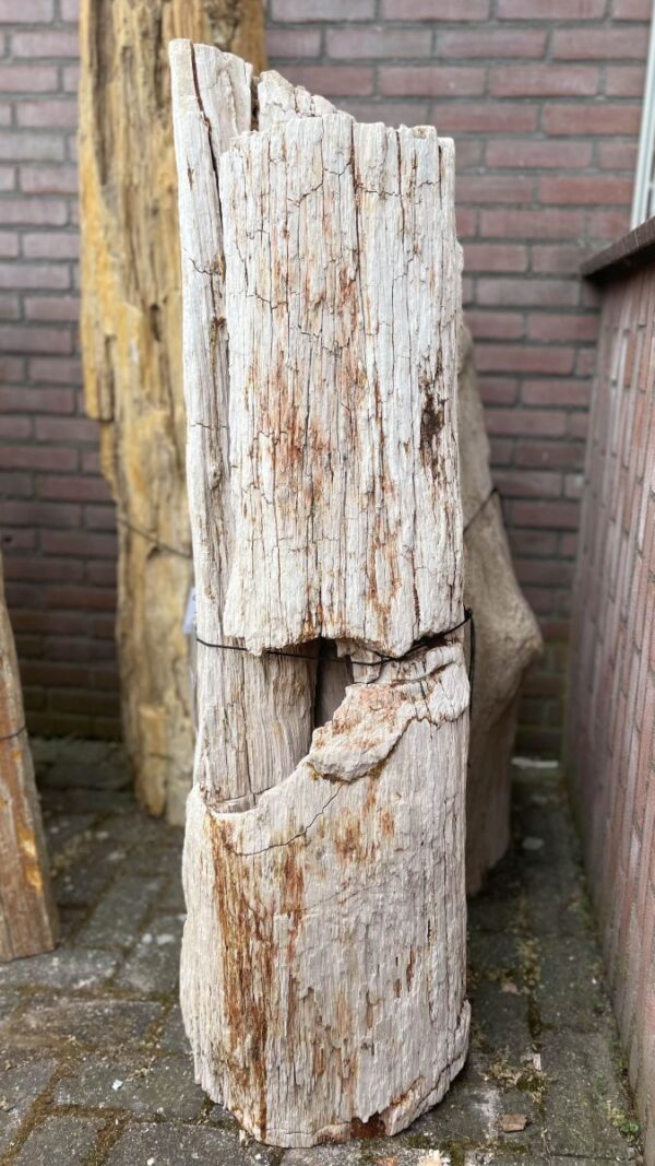 Grabstein versteinertes Holz 41033