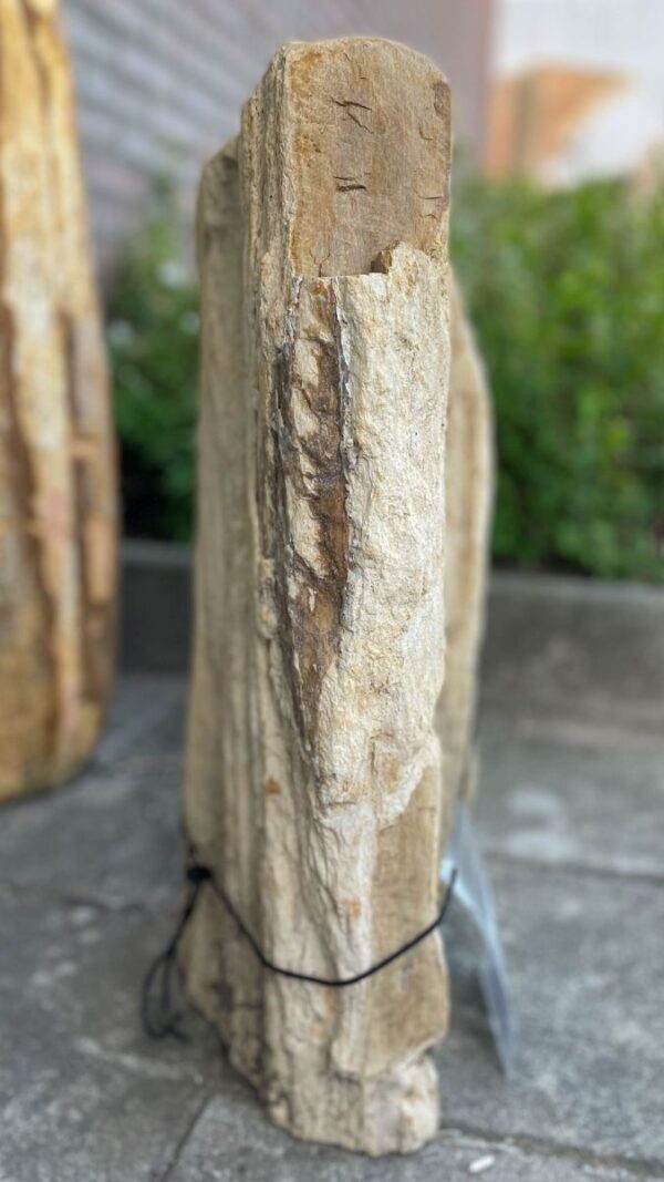 Grafsteen versteend hout 33074