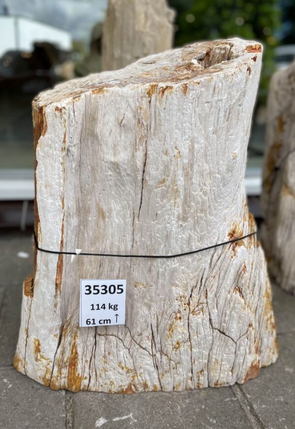 Grafsteen versteend hout 35305