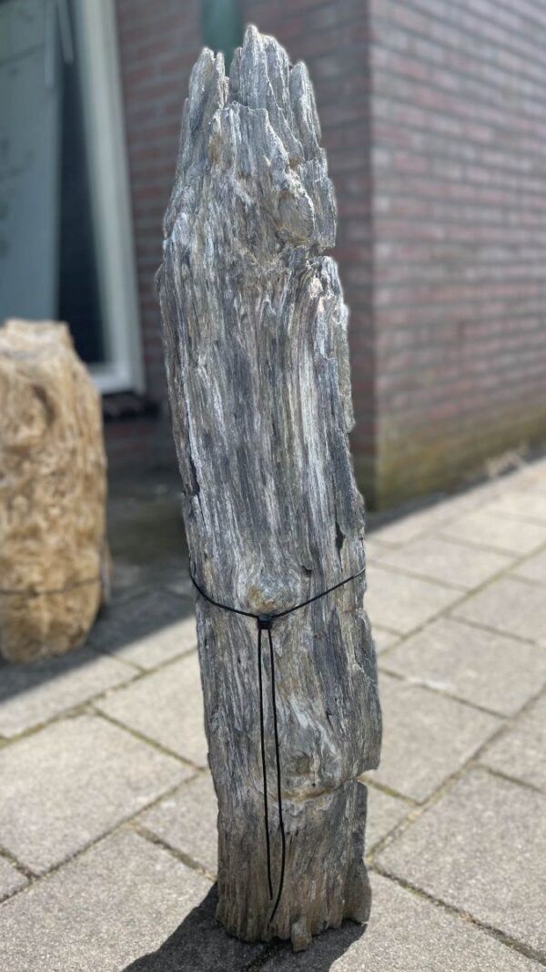 Grafsteen versteend hout 37099