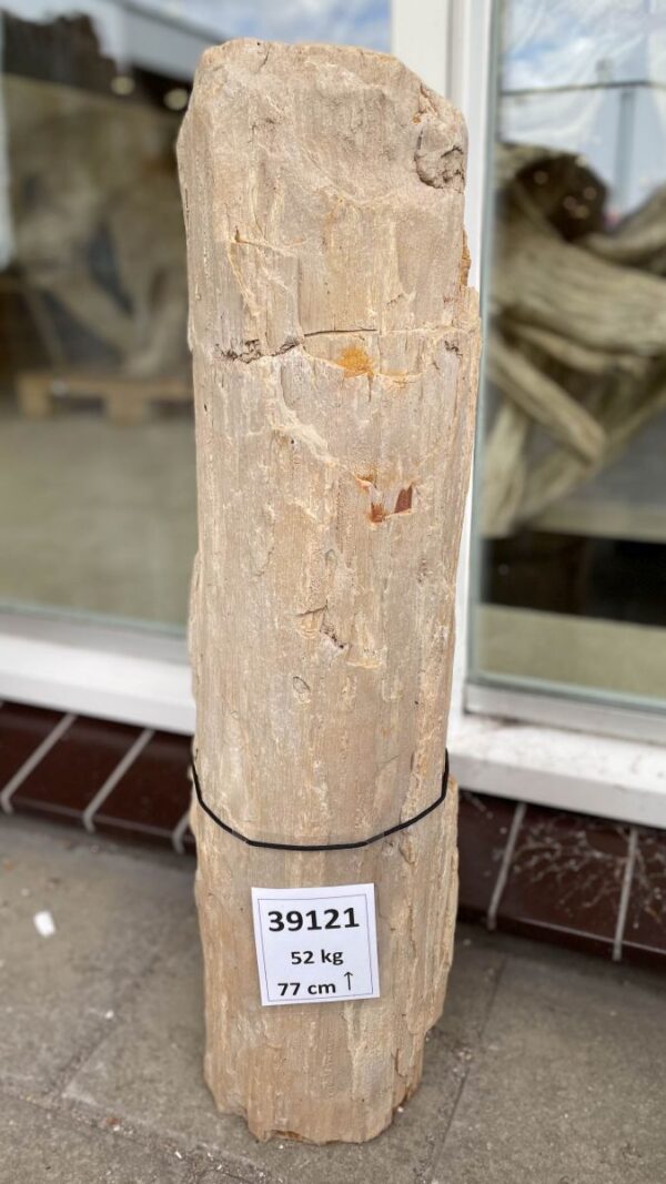 Grafsteen versteend hout 39121