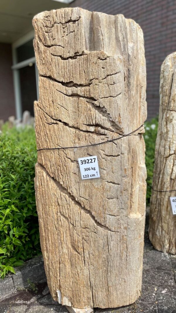 Grafsteen versteend hout 39227