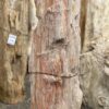 Grafsteen versteend hout 41028