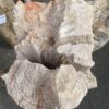 Grafsteen versteend hout 41028