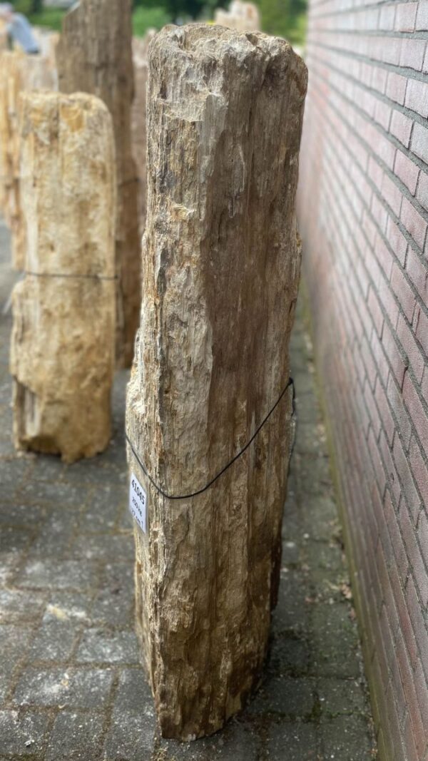 Grafsteen versteend hout 41045