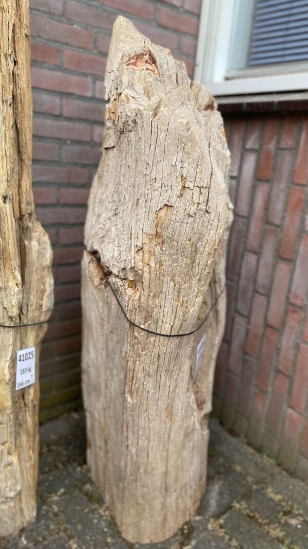 Grafsteen versteend hout 41051