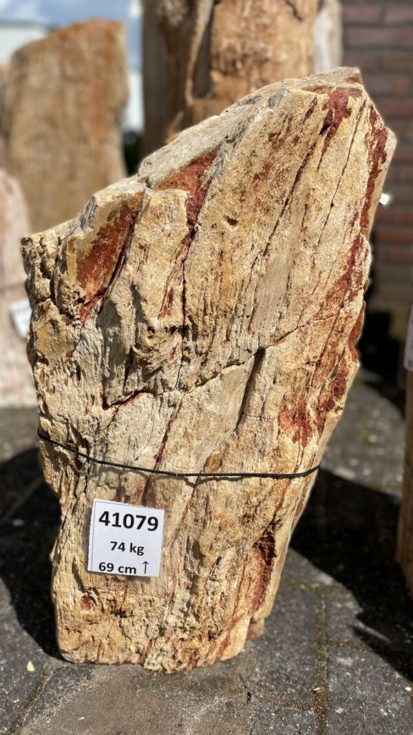 Grafsteen versteend hout 41079