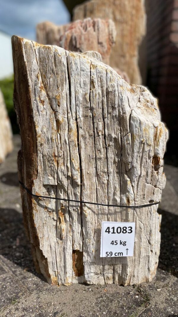 Grafsteen versteend hout 41083